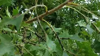 Damage from Orange Striped Oakworms