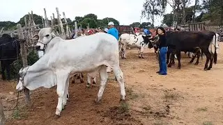 FEIRA DO GADO EM SÃO BENEDITO CEARÁ DIA 24/01/26