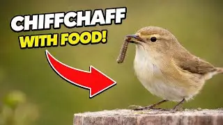 Chiffchaff with Its Prey | UK Woodland Bird