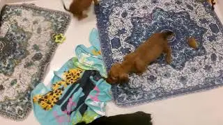 Chiweenies