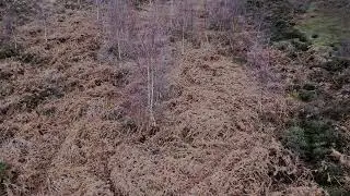 Tracking deer using the #djineo #djidrones #dji #deer #cannockchase 