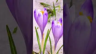 #shorts Crocus Flowers Blooming in The Melting Snow - #timelapse