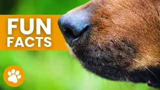 12 FUN FACTS About A Dog's Sense Of Smell