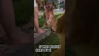 A dog being beaten #dog  #shots