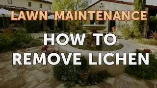 How to Remove Lichen