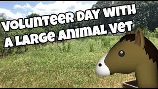 A Day Volunteering with an Equine Vet
