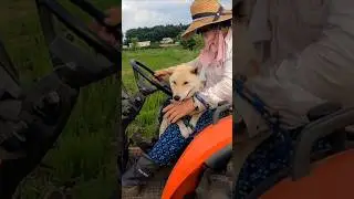 トラクター#畑#王子#縄文柴犬#2026.1.3