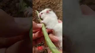cute hamster eating bean with my hand 🐹😍