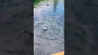 Only at Serenity Ponds Bailey