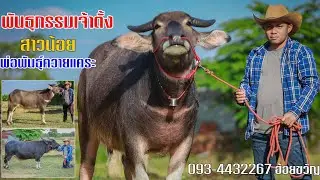 💥พันธุกรรมเจ้าตั้ง ควายสาว+พ่อพันธุ์ควายแคระ093-4432267ฮ้อยขวัญ อ.ซำสูง จ.ขอนแก่น