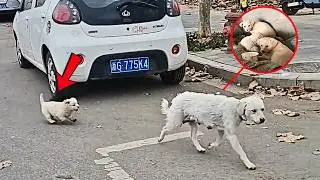 Худая бродячая мать с щенками ищет еду без успеха, три щенка ждут её в лачуге на стройке.