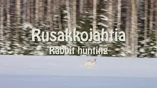Rusakkojahtia/Rabbit hunting