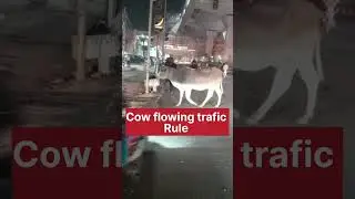 cow flowing trafic rule #viralvideo #shortvideo #traffic