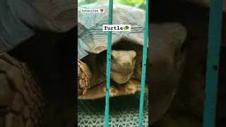 🔥🙀have you seen a group of turtles🐢🙀 #shortvideo #turtle #tortoise #youtubeshorts #shortvideo