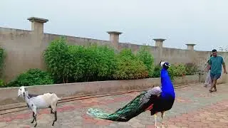 Catching Peacock 🦚 Peacock Catching Video | Mor #viralvideo
