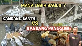 Ternak Entok Menggunakan Kandang Panggung Vs Kandang Lantai: Mana Lebih Efisien❓