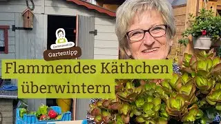 Flammendes K&auml;thchen &uuml;berwintern