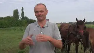 Je li oranje konjima uopće isplativo? - Zlatno klasje #272