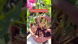 Gerbera Plant Care Tips | Gerbera Flower Full Bloom Secrets 🏵️