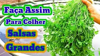Almente sua produção plantando salsa assim
