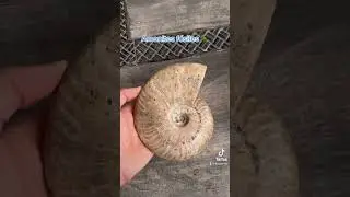 F&oacute;siles de amonites 🤯 de la &eacute;poca de los dinosaurios y Megalod&oacute;n, te imaginas encontrar algo as&iacute;?