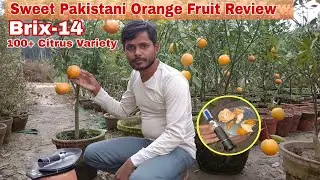 Sweet Pakistani Orange fruit review/Orange fruit plant nursery in India || 100+ Citrus variety avlbl