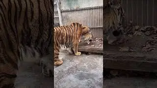 This tiger is old, but its fur is very beautiful.🐯❤️ #tiger #animals #cute #zoo