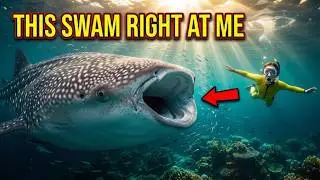 Best Snorkeling Spots in Baa Atoll, Maldives