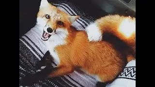Fox home