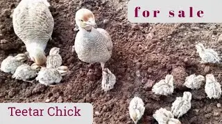 Teetar Chicks feeding | Partridge sounds | Teetar chicks for sale | Teetar chicks care