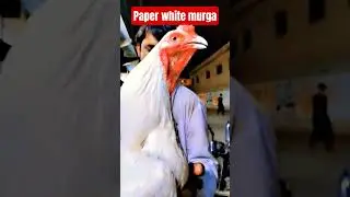#paperwhitemurga #foryou #birds#aseel#aseellovers#aseelmurga#murga#shorts#vlog