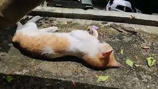 Calmly sitting cat suddenly starts behaving weird