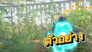 สุดปัง629