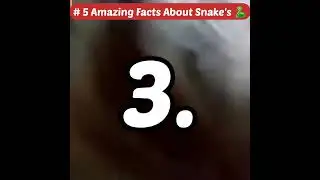 # 5 Amazing Facts About Snakes 🐍 #mms #shorts