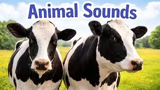 Звуки животных для малышей 🐔🐶 | Узнайте о 20 сельскохозяйственных животных с помощью реальных фот...