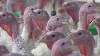 Avian influenza leads to death of 19,000 turkeys in southern Missouri
