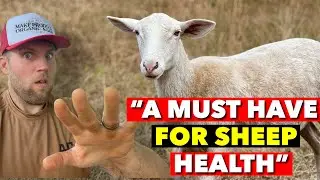 SHEEP NEED THESE MINERALS (OR THEY’LL DIE)