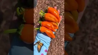 Can&rsquo;t wait for Spring! #peppers #ytshorts #homegrown #janirajay