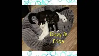 Adoptable cats and kittens 12-10-2022 Save Our Strays