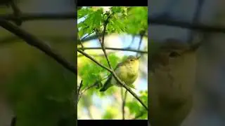 Icterine Warbler's Amazing #naturesvoice #birds #birdsong #birdsounds #wildlife #passaros #nature