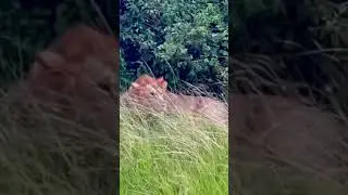#simba #africansafari #shorts #ugandasafari #savannahexplore #adventure #cats #bigfive