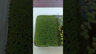 Azolla vs Duckweed | See how fast Azolla and Giant Duckweed multiplies #shorts