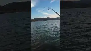 PERCH AVI AKŞAM SUYUNDA GENE &Ccedil;OŞTUK #shorts #keşfetbeni&ouml;ne&ccedil;ıkar #keşfetteyiz #youtubeshorts