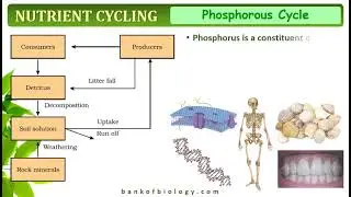 Ecosystem | Part 5 | Nutrient cycling and ecosystem services