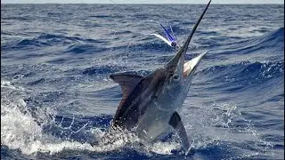 Why Catching a Marlin is So Challenging: The Ultimate Fishing Adventure