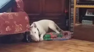 English bullterrier naughty(2)