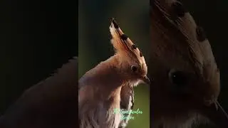 [WILDLIFE FACTS] Fascinating Feeding Habits of the Hoopoe #birdlovers #unknownfacts #hoopoe