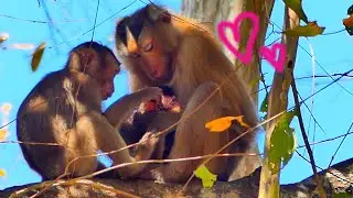 Best love...good monkey SACKY take care her sister newborn look so awesome.