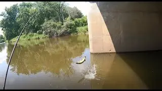 2 Days, 7 Species of Fish on the Des Plaines River (July 2024)
