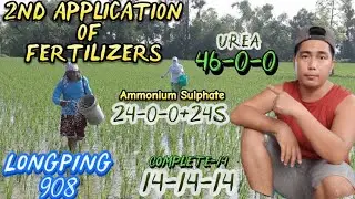 2ND APPLICATION OF FERTILIZERS | SUPER HYBRID RICE LONGPING 908 | 22 DAT